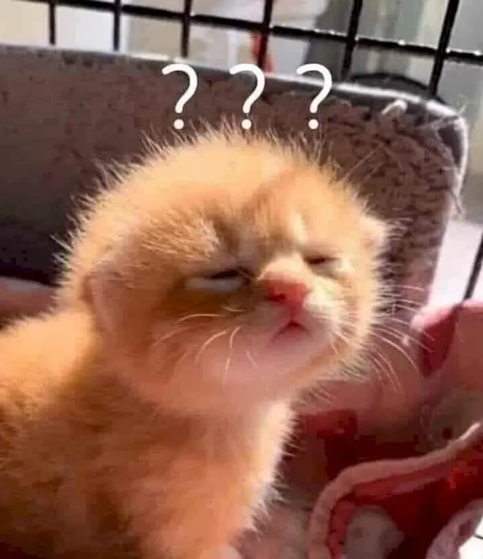 Bộ sưu tập ảnh meme cute khiến bạn cười nghiêng ngả mỗi ngày