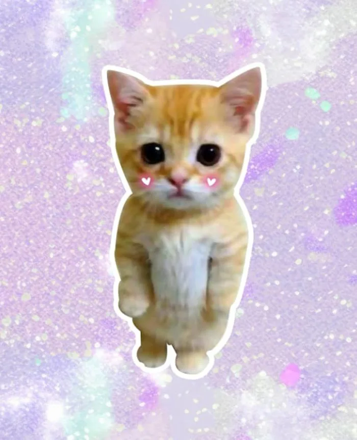Sad Cat Meme Notebook: Girly Retro Aesthetic Cat Meme Funny Ginger Orange  Kitten Memes 120 College Ruled Blank Lined Notebook : Memes, Cat Uwu:  Amazon.es: Books