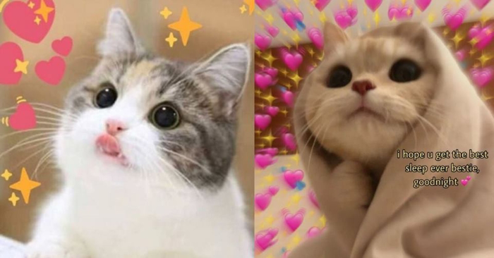 Phì cười với hàng loạt meme cute, ấn tượng thuộc nhiều chủ đề đang viral  khắp cõi mạng