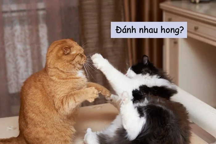 Bộ sưu tập meme đánh nhau, meme mèo đánh nhau hài hước, vui nhộn