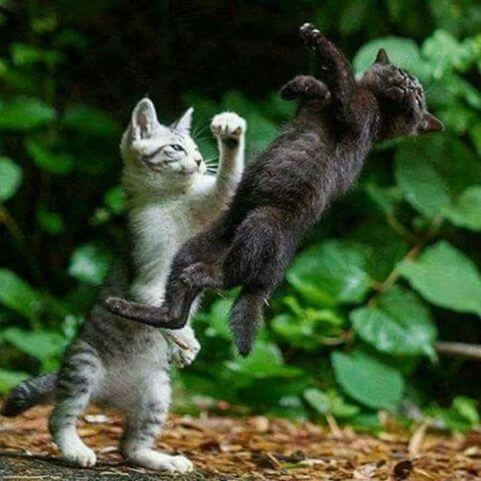 Bộ sưu tập ảnh meme đánh nhau HOT nhất, mới nhất hiện nay