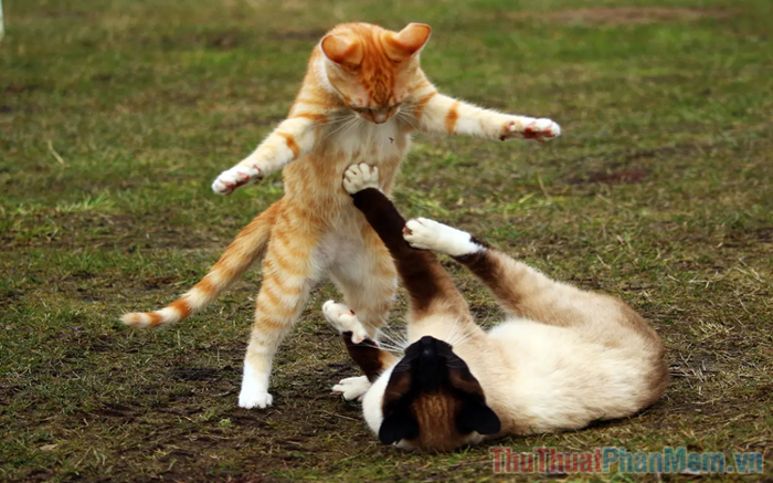 Tổng hợp những meme đánh nhau vui nhộn và đầy hài hước, mang đến tiếng cười  thư giãn cho mọi người.