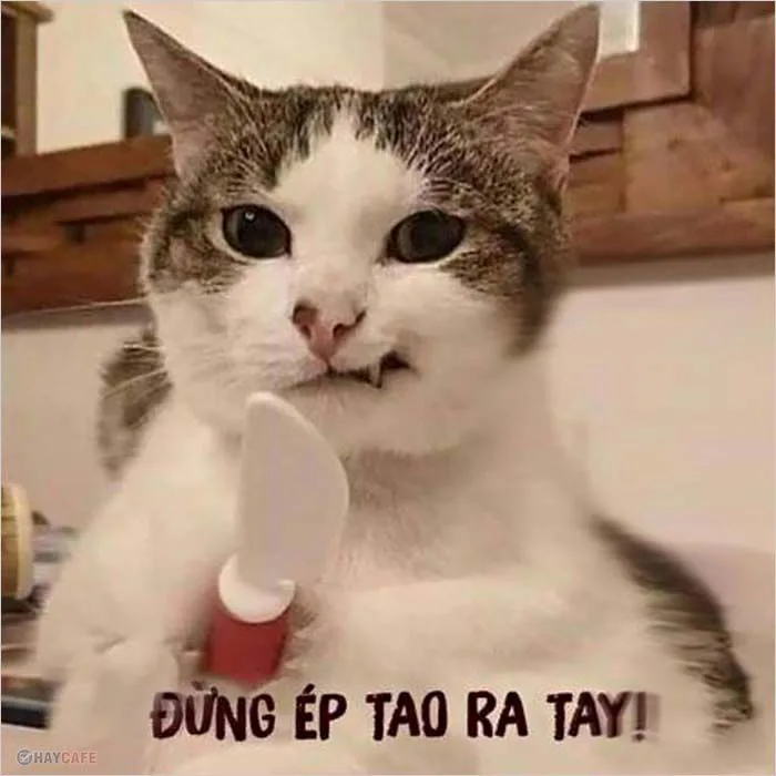 Tổng Hợp 99+ Ảnh Meme Đánh Nhau CỰC CHIẾN | Yody