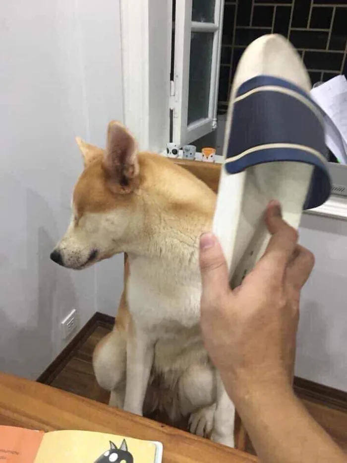 Tổng hợp meme đánh nhau vui vẻ, hài hước