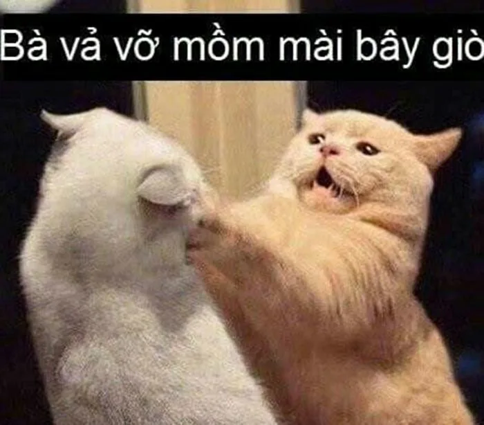 Trọn Bộ Sưu Tập 99+ Meme Đánh Nhau Hóm Hỉnh, Vui Nhộn, Cười Chảy Nước Mắt