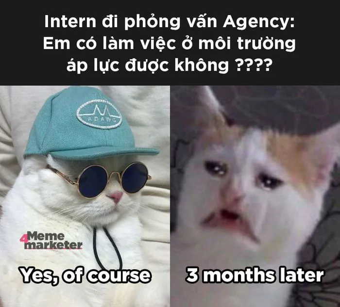 Tổng hợp memes giải trí mùa dịch cho marketer (Phần 1) | bởi Meme 4Marketer | Brands Vietnam