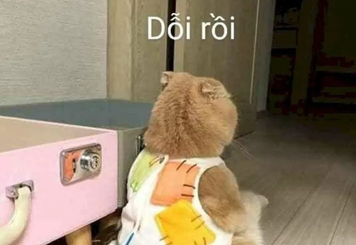 meme-doi-1