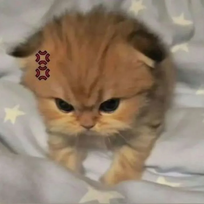 Bộ sưu tập ảnh Meme dỗi cute cưng xỉu, thả đâu cũng hợp mood