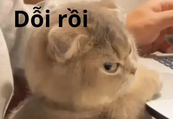 Bộ sưu tập ảnh meme lôi cuốn hài hước ai cũng phải bật cười