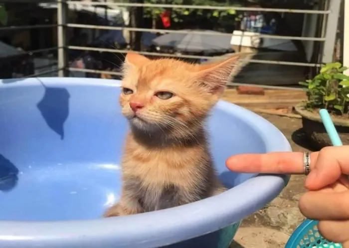 Tổng hợp các ảnh meme dỗi dễ thương, hài hước và vui nhộn