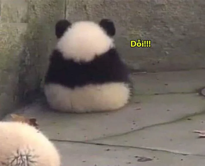 Tổng hợp những meme dỗi hài hước, đáng yêu và ngộ nghĩnh