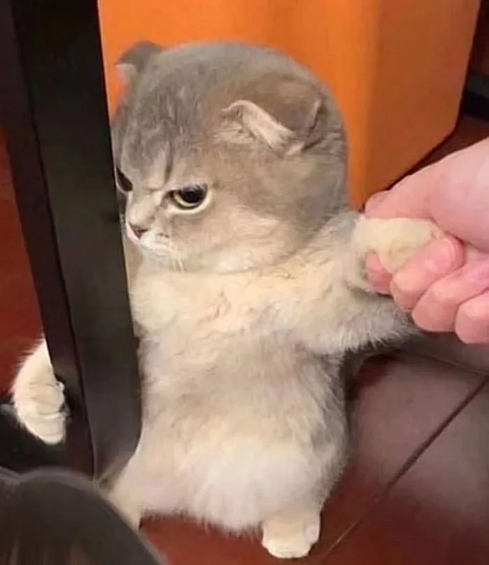 Tổng Hợp 1001+ Hình ảnh Meme Mèo Cực đáng Yêu Cho Các Sen