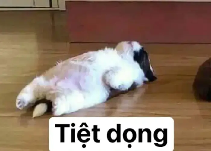 Bộ sưu tập ảnh meme lôi cuốn hài hước ai cũng phải bật cười