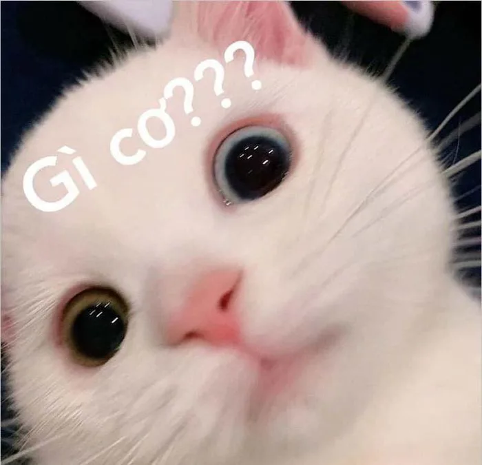 Tổng hợp bộ sưu tập Meme dỗi vui nhộn, đáng yêu