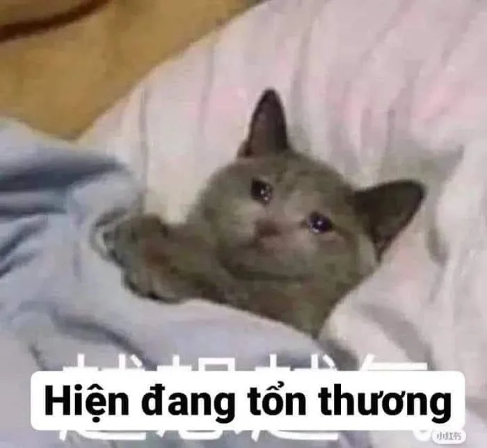 Pin on Meme