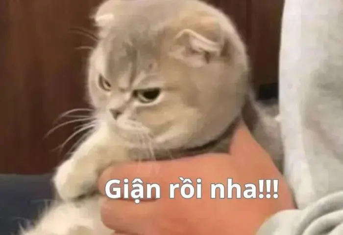 Bộ sưu tập ảnh meme lôi cuốn hài hước ai cũng phải bật cười