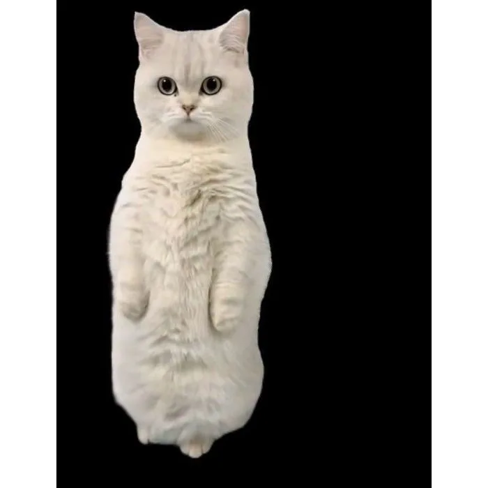 Móc khoá mèo Vũ Trụ Meme Đời Thực