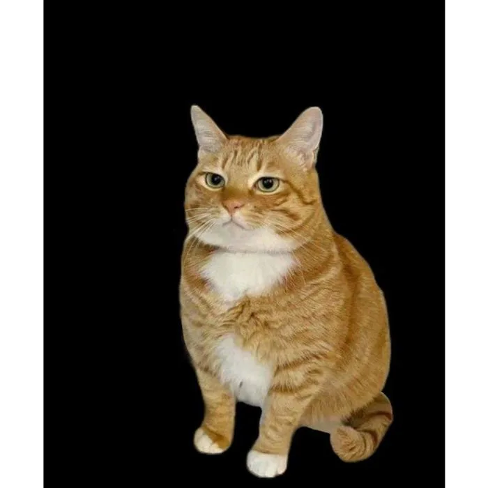 Móc khoá mèo Vũ Trụ Meme Đời Thực