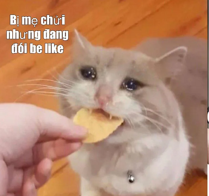 167+ Meme Đói đói rách khổ cực hài dân mạng cười xỉu