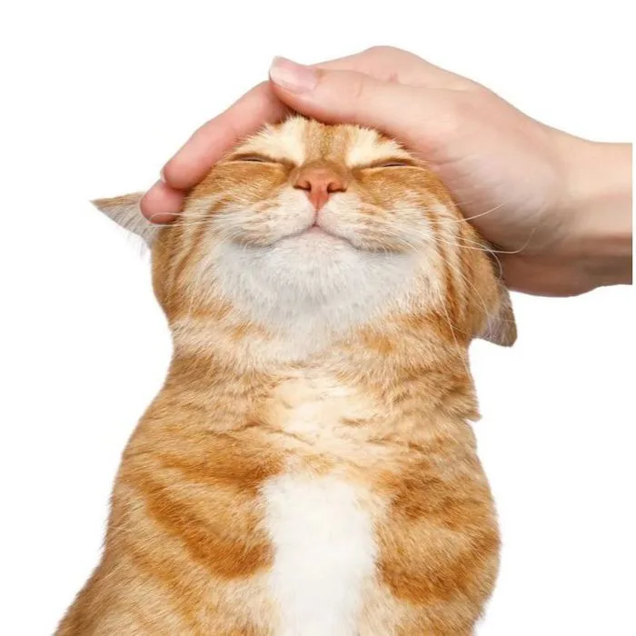 Móc khoá mèo Vũ Trụ Meme Đời Thực