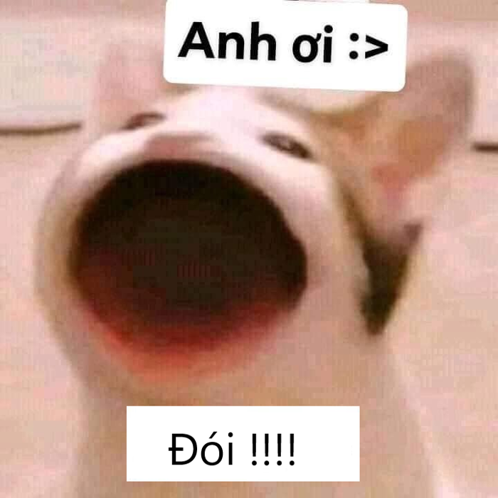 167+ Meme Đói đói rách khổ cực hài dân mạng cười xỉu