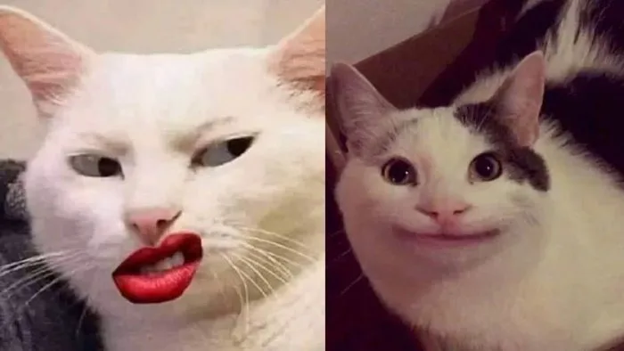 100+ ảnh meme hài hước, vui nhộn “trend” hiện nay