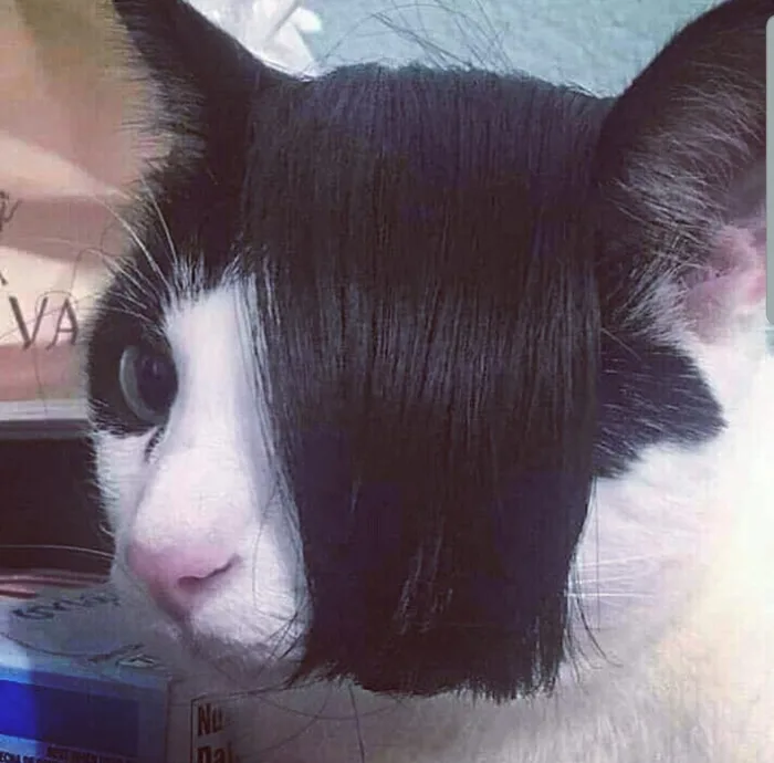 Mèo emo : : r/funny