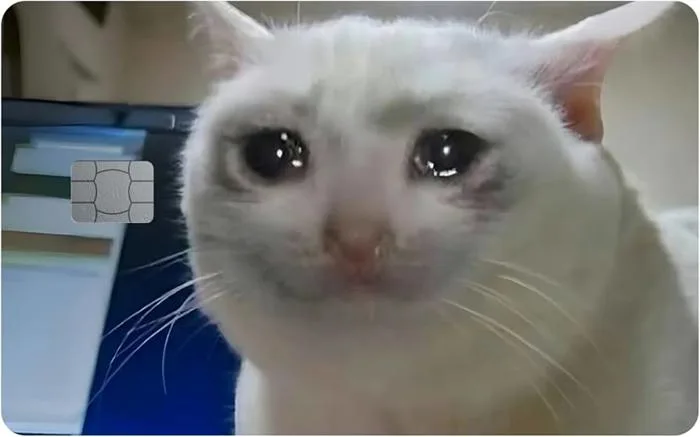 meme-gato-1