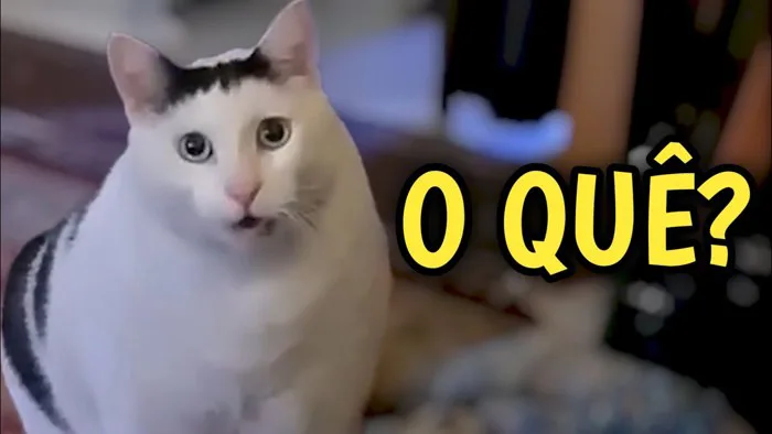 Gato falando 