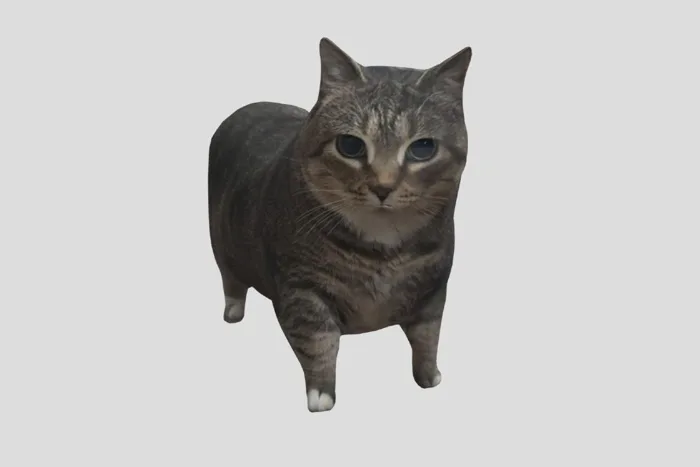 Spinning Cat: el origen del meme del gato que gira y canta “oiia oiia”
