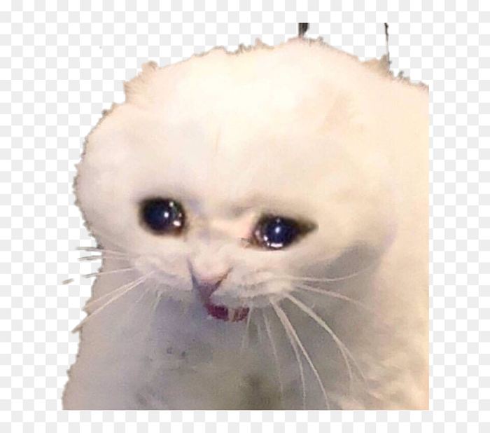 gato #llorando #sadaesthetic - Meme Gato Llorando, HD Png Download - vhv