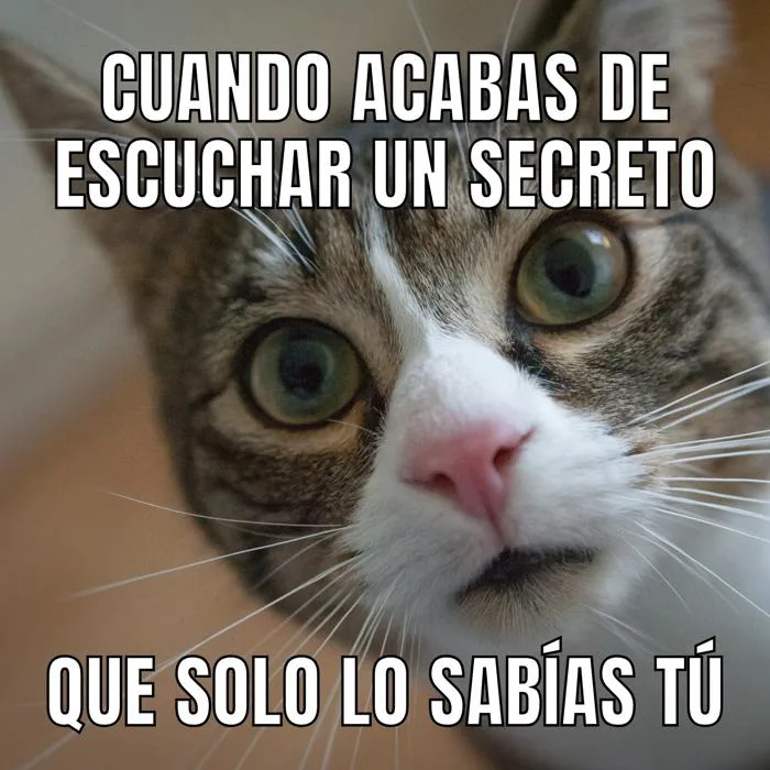 Plantillas de Plantillas De Memes De Gatos online gratis | Canva