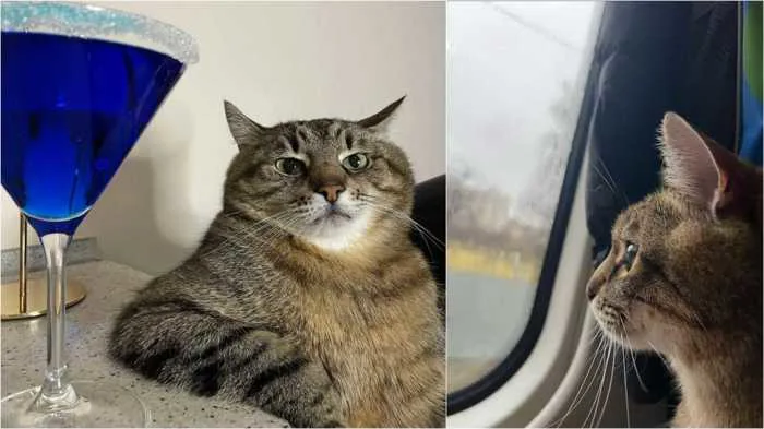 Stepan: Gato meme mais famoso da Ucrânia consegue fugir com a família -  Tribuna de Jundiaí