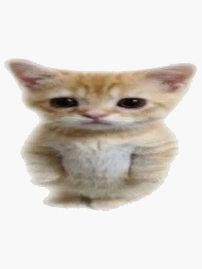 El Gato / standing cat meme 