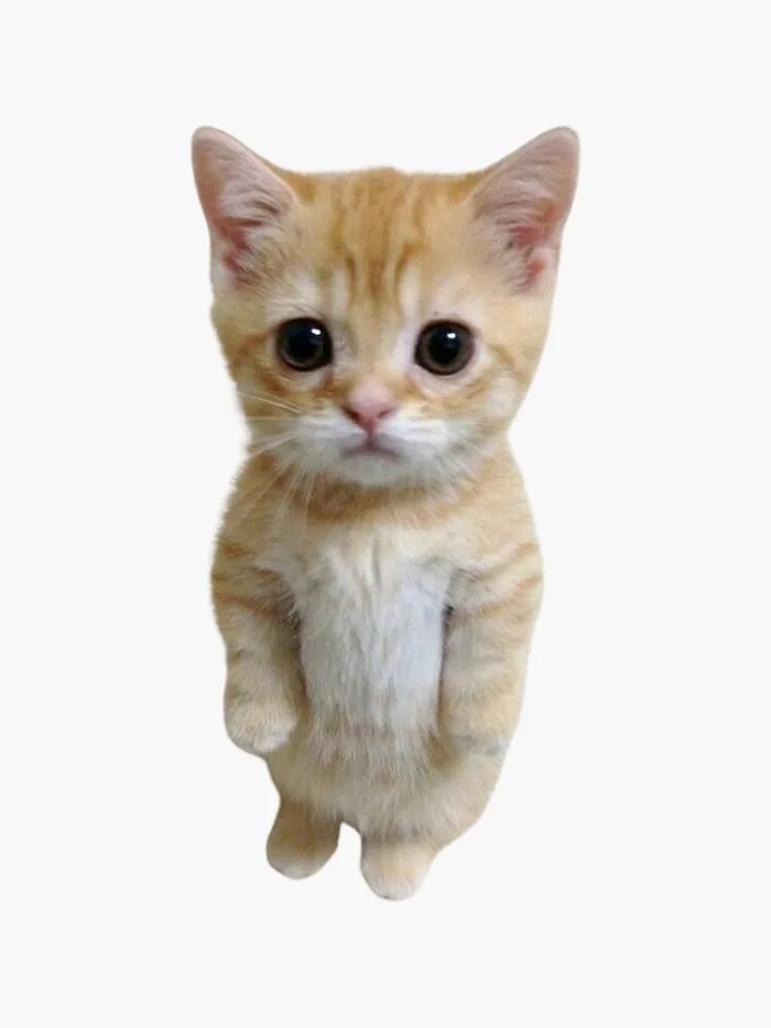 El Gato Meme