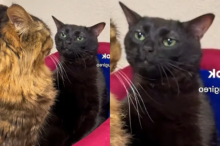 Meme do gato preto: Conheça como surgiu o meme do felino mais querido do  momento