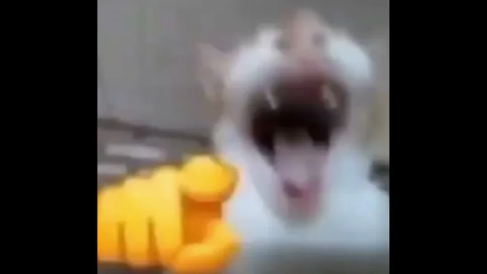 meme do gato rindo