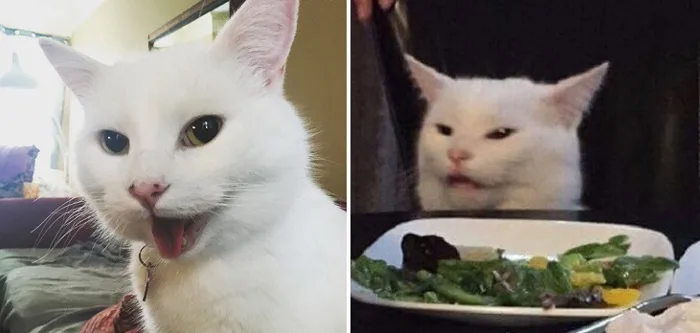El importante paso que dio la dueña de Smudge, el gato de los memes, debido  a su gran popularidad