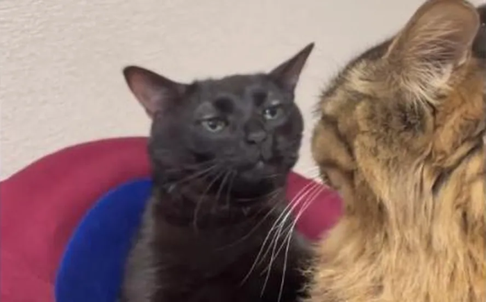Compartilhou o meme? Conheça o gato preto que ficou popular com 'poker face'