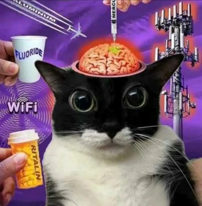 Help me find this meme of a cat : r/HelpMeFind