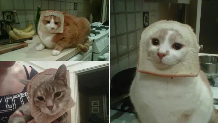 Gato com cara de pão: conheça o novo meme da Internet