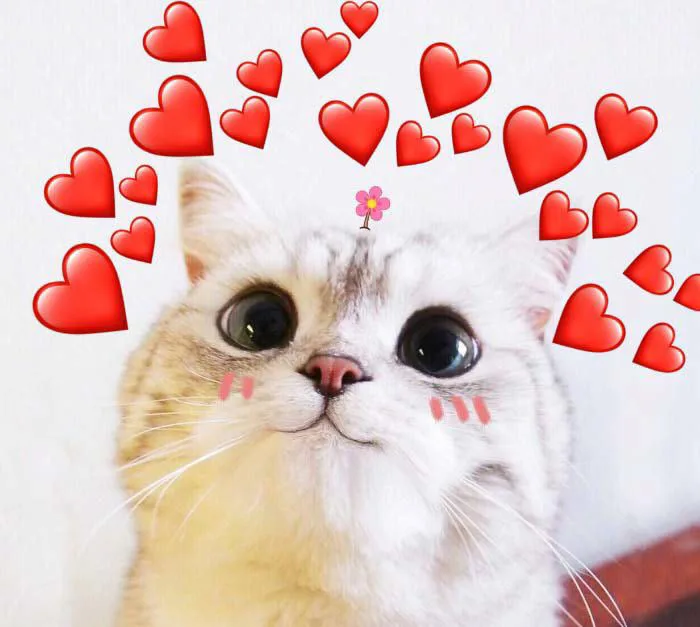meme-gato-trai-tim-1