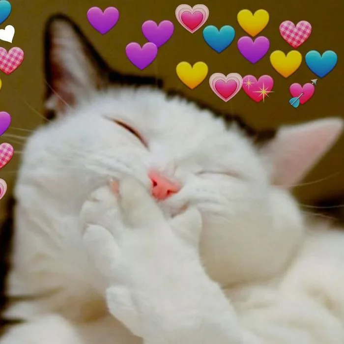 Tổng hợp những meme trái tim đẹp nhất, độc đáo và đầy cảm xúc