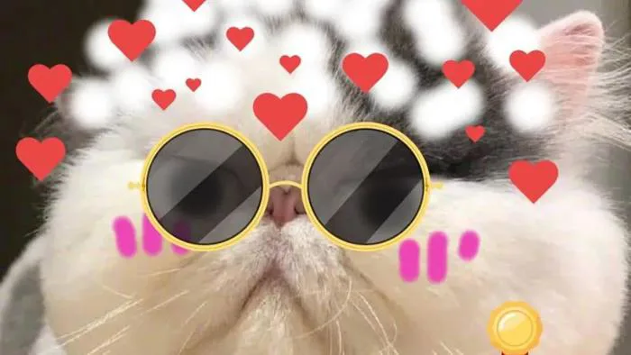 199+ meme ảnh mèo cute trái tim, ngầu, dễ thương