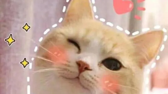 199+ meme ảnh mèo cute trái tim, ngầu, dễ thương