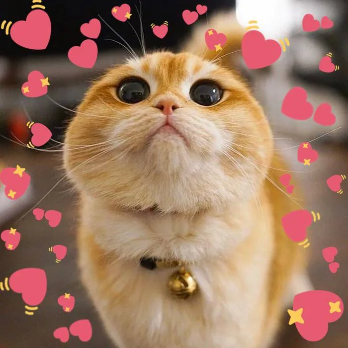 Tổng hợp những meme trái tim đẹp nhất, độc đáo và đầy cảm xúc