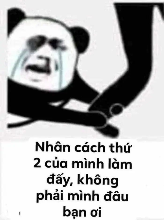 Tổng hợp ảnh meme gấu bá đạo khiến bạn bật cười không ngớt