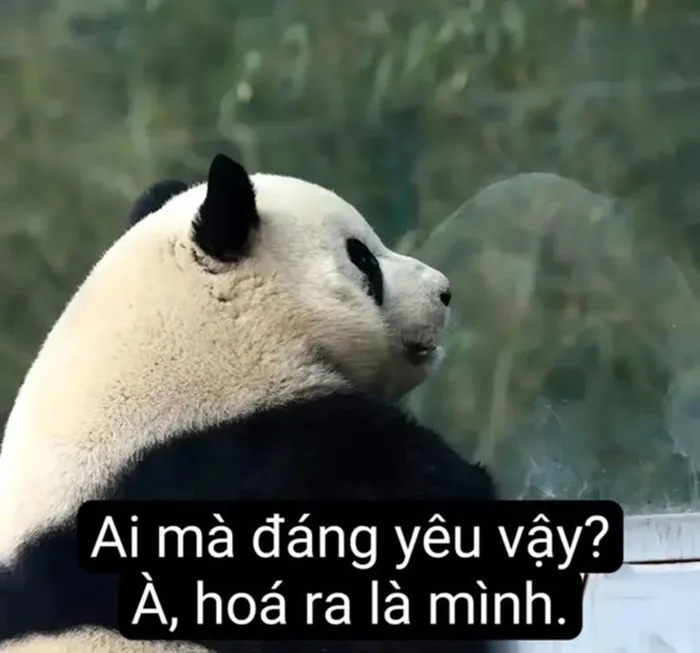 Cười ngả nghiêng với loạt ảnh meme gấu trúc vui nhộn, ngộ nghĩnh