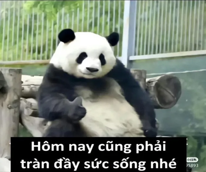 Cười ngả nghiêng với loạt ảnh meme gấu trúc vui nhộn, ngộ nghĩnh