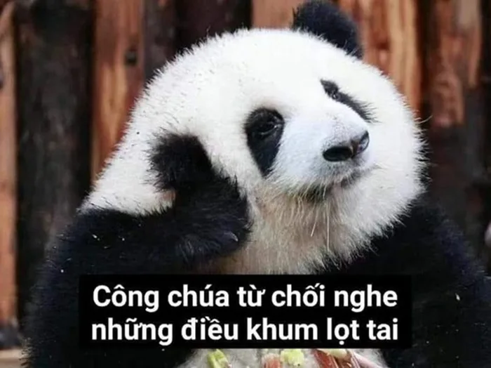 Cười ngả nghiêng với loạt ảnh meme gấu trúc vui nhộn, ngộ nghĩnh